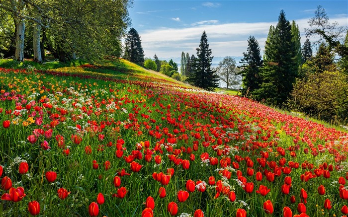 Lago de Constan?a, ilha de Mainau, tulipas, flor, Bing, 4K Visualizações:4373