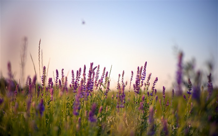 Púrpura, lavanda, pastizales, puesta de sol, primer plano, 5K Vistas:4825