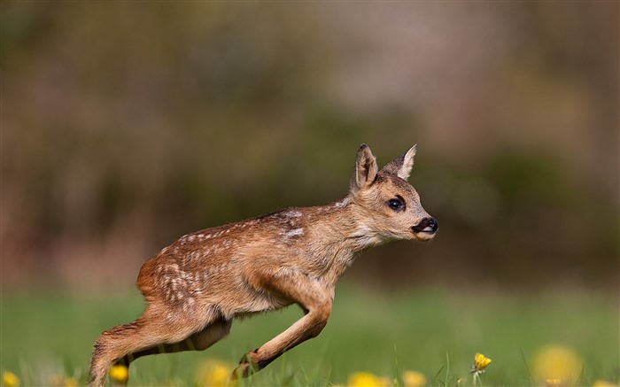 Roe Deer Fawn,Grama,Normandia,França,Bing,4K Visualizações:3461