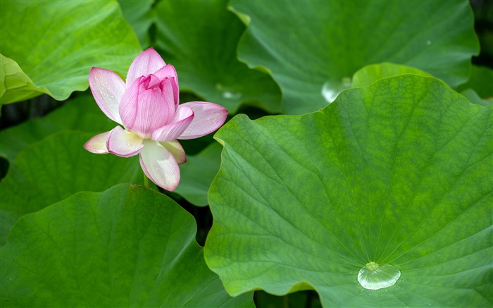 été, Rose, Lotus, Feuille, Vert, Plante, Goutte, 5K Vues:4116