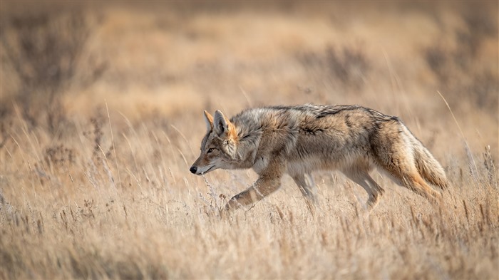 A Coyote, Banff Park, Canada, 2023, Bing, 4K Vues:3265