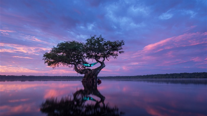 Hammock Camping, uma árvore careca de cipreste, Flórida, Bing, 4K Visualizações:3933