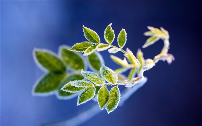 植物、ライム、緑の葉、冬、クローズアップ、5k ブラウズ:3586