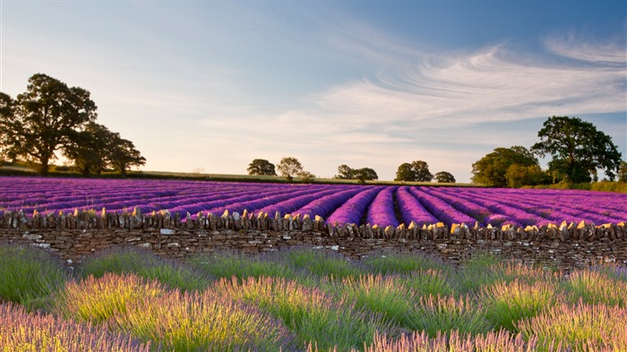 Champs de lavande violet, Somerset, Royaume-Uni, Bing, 4K Vues:3770