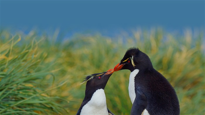 Penguins de Rockhopper do Sul, Ilhas Malvinas, Bing, 4K Visualizações:3237