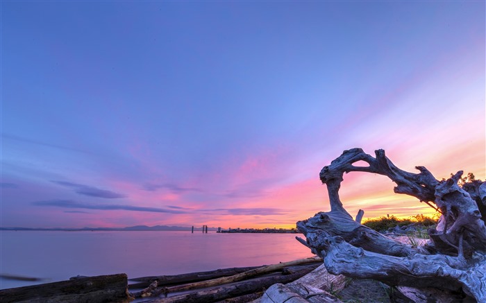 Summer Sunset Logs Tree Coast Skyline 5K Views:4941 Date:2023/7/22 3:32:12