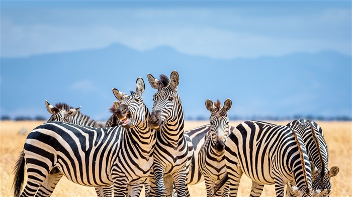 Zebras, parc national de Tarangire, Tanzanie, Bing, 4K Vues:3226