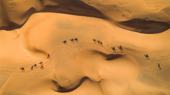 Camelos no deserto, Emirados árabes Unidos, Bing, 4K Visualizações:2951