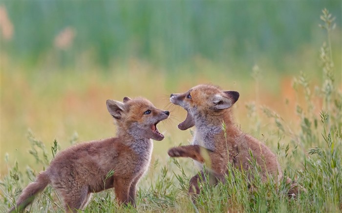 Fox Cubs, Alemanha, Meadow, pastagem, Bing, 4K Visualizações:3181