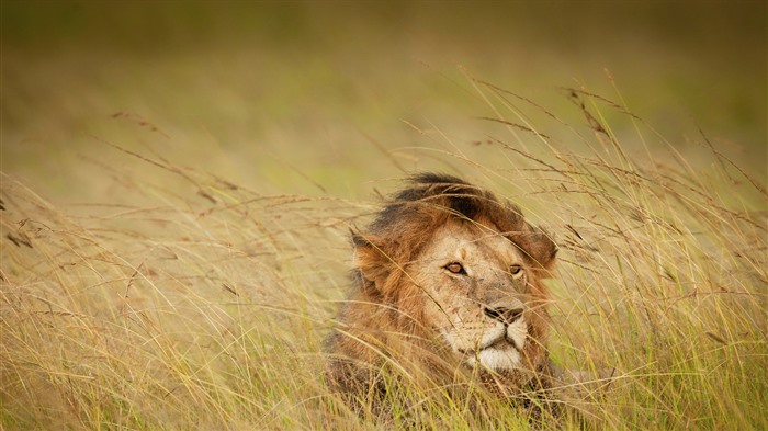 Journée mondiale du lion, Lion, Maasai Mara, Kenya, Bing, 4K Vues:2735