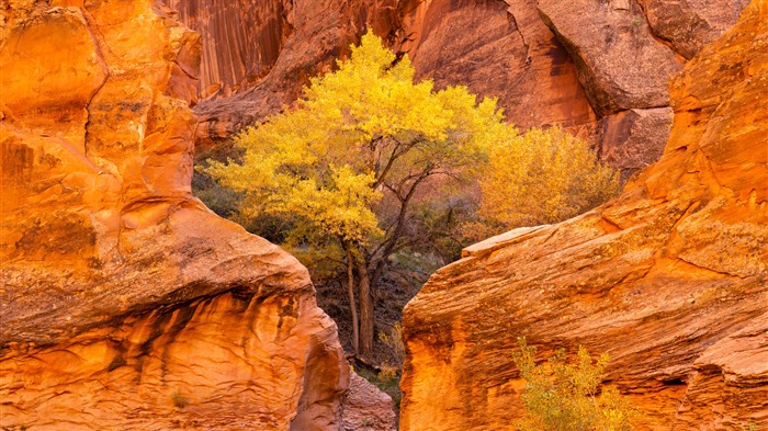 Cotonwood, automne, Coyote Gulch, Glen, Utah, Bing, 4K Vues:2621