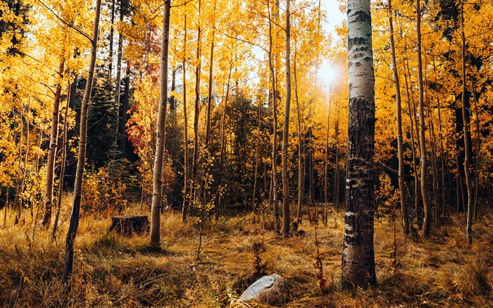 Forest, Birch, South Lake Tahoe, Califórnia, EUA, 5K Visualizações:4144