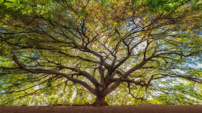 Vieux arbre, branches luxuriantes, copaiba, Brésil, Bing, 4K Vues:2917