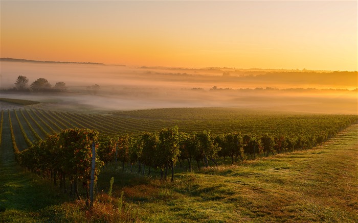 Plaines, matin, brume, Medoc, Gironde, France, Bing, 4K Vues:2565