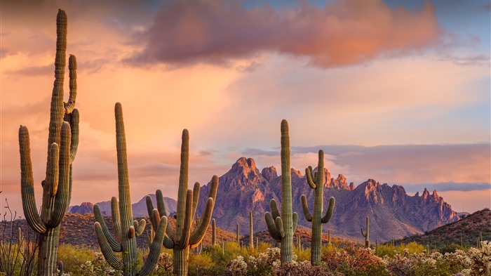 Saguaro, Monumento Nacional de Ironwood, Arizona, Bing, 4K Visualizações:2911