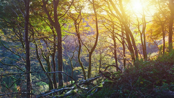 Sunset, Glenariff Forest Park, County Antrim, Irlande, Bing, 4K Vues:2159