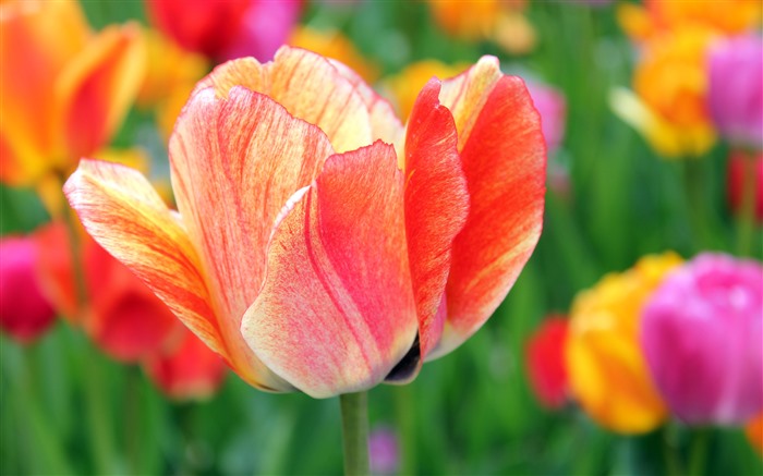 Tulipas, frescas, verão, flores, plantas, close -up, 5k Visualizações:3631