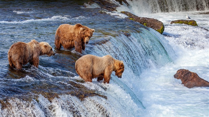 Brown Bears, Brooks Falls, Katmai Park, Alasca, Bing, 4K Visualizações:2679