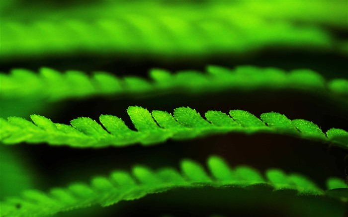 Ferns Primitive Jungle Leaves Green Fresh 5K Views:3362 Date:2023/10/20 11:48:31