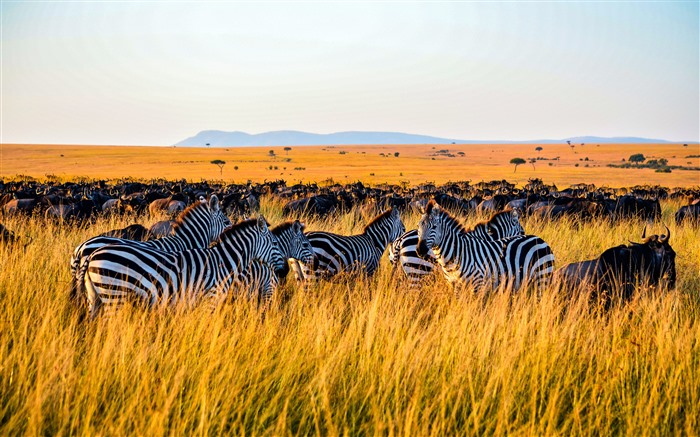 Pastagem, zebra, reserva de Masai Mara, Quênia, áfrica, 5k Visualizações:3629