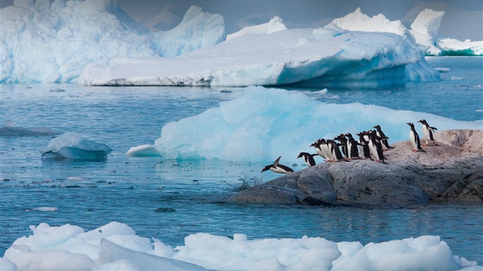 Salto, pinguins gentoo, Antártica, geleira, bing, 4k Visualizações:3167