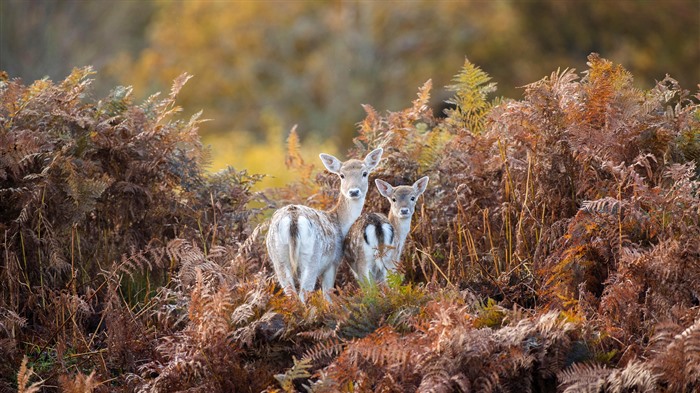 Bradgate Park, Fallow, Royaume-Uni, Angleterre, Bing, 4K Vues:2318