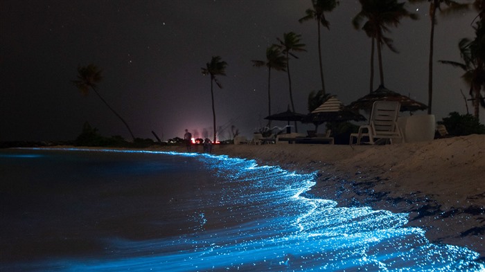 Fluorescence, plage, été, Hura, Maldives, Bing, 4K Vues:3800