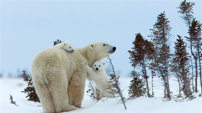 Maya Polar Bear, Churchill, Manitoba, Canada, Bing, 4K Vues:2623