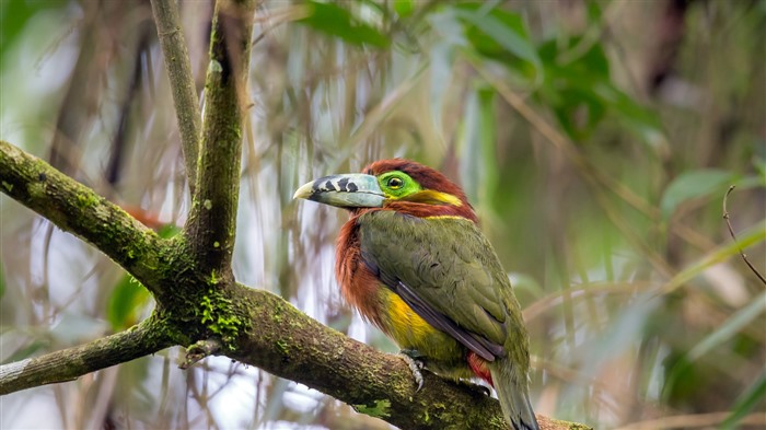 Aracari Poca, tropical, floresta, Rio de Janeiro, Bing, 4k Visualizações:2035