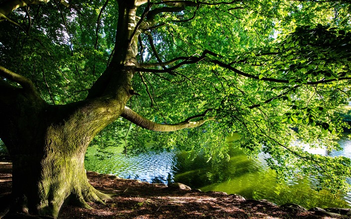 Hermoso árbol, río, naturaleza, jungla, luz solar, 5k Vistas:4038