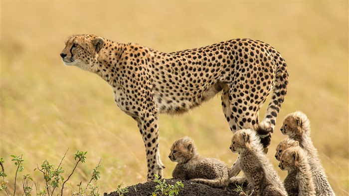 Cheetah, Reserva Nacional Maasai Mara, Quênia, Bing, 4K Visualizações:2096