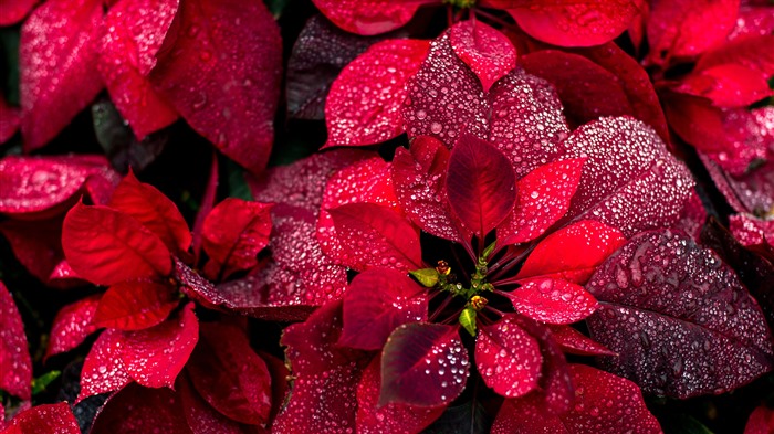 Poinsettias rouges, fleurs, plantes, gel, Bing, 4k Vues:2482