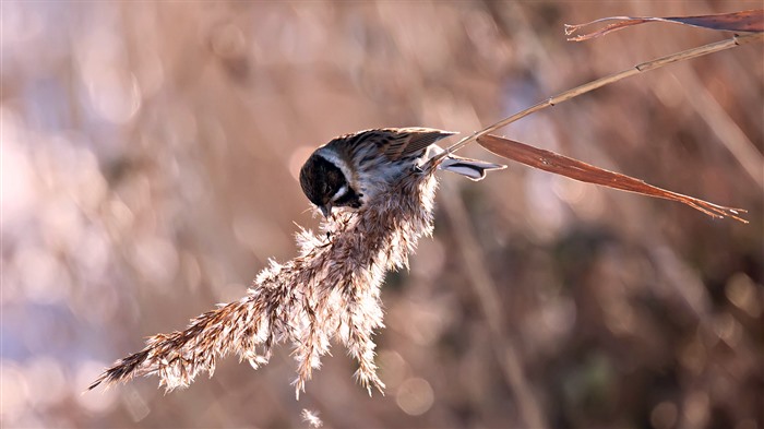 Reed Bunting, Newport Wetlands, País de Gales, Reino Unido, Bing, 4K Visualizações:1841