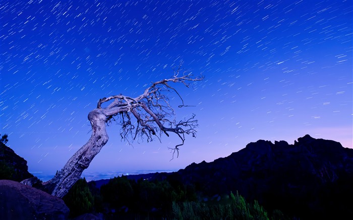 Un árbol, montañas, noche, senderos de estrellas, Madeira, Portugal, 5k Vistas:3599