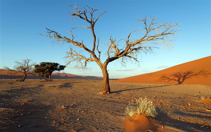 Dead Trees Sossusvlei Dawn Sunlight Namibia 5K Views:4155 Date:2024/1/10 14:01:13