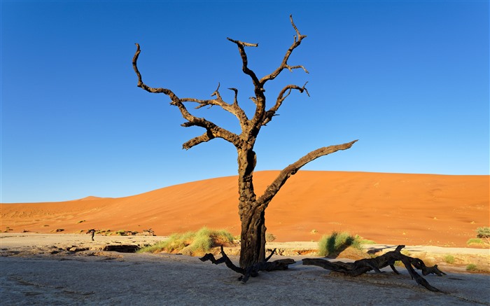 Arbres morts, l'aube, le désert, Sossusvlei, Namibie, 5K Vues:3583