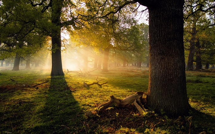 Sunlight Woods Morning mist London Richmond Park 5K Views:4285 Date:2024/1/10 14:27:20