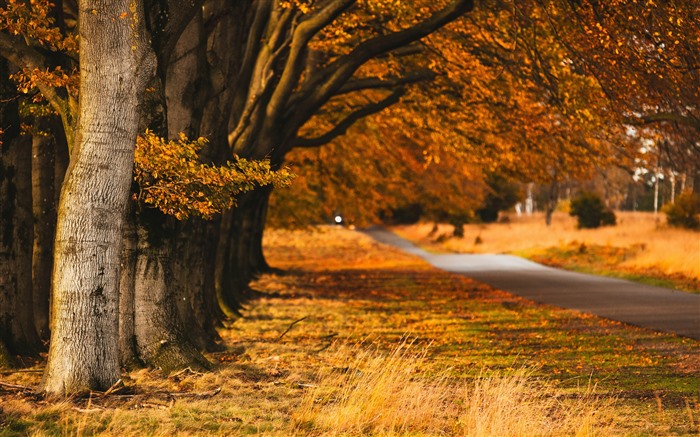 Autumn, Golden, Hoge Veluwe National Park, Países Bajos, 5K Vistas:4018