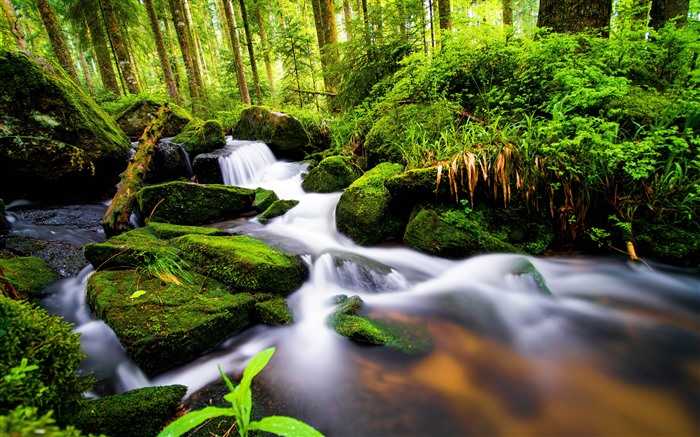 Jungle, River, Moss, Merrell Waterfall, Gerardmer, Francia, 5K Vistas:3681