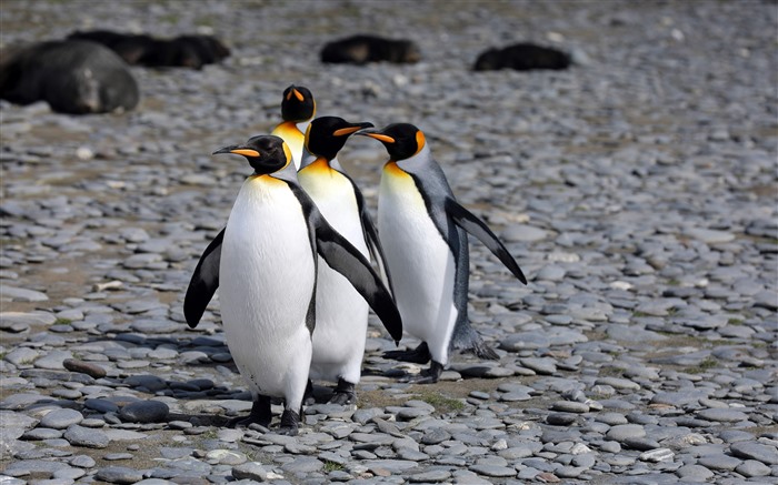 Pinguins andando em uma fileira, Antártica, continente, 5k Visualizações:2655