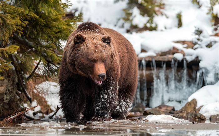 Oso salvaje y marrón, bosque, invierno, animales, lago, 5k Vistas:2687