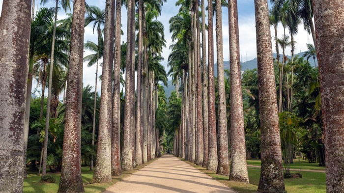 Jardines botánicos de Río de Janeiro, Bing, 4K Vistas:2600