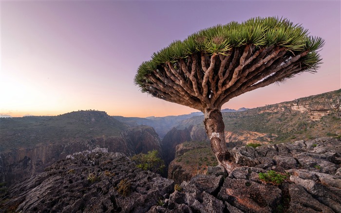 Árvores de sangue de dragão, pôr do sol, ilha de Socotra, Iêmen, 5K Visualizações:3315