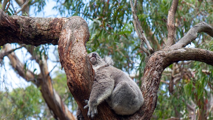 Koala, Sleeping, Eucalyptus Tree, Australia, Bing, 4K Vistas:1582