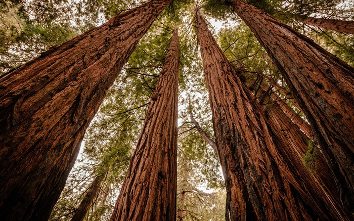 Monumento Nacional de Muir Woods, Mill Valley, CA, EUA, 5K Visualizações:2586