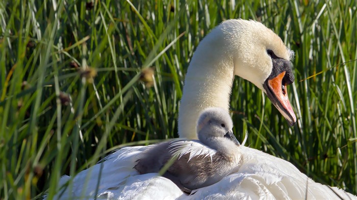 Swan mute, Stanpit Marsh, Inglaterra, Bing, 4K Vistas:2149