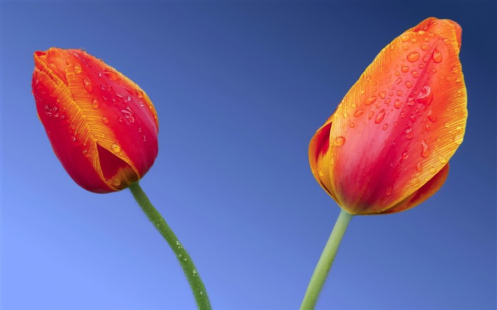 Pink Tulips Blue sky Spring Flowers 5K Views:2194 Date:2024/3/14 14:44:36