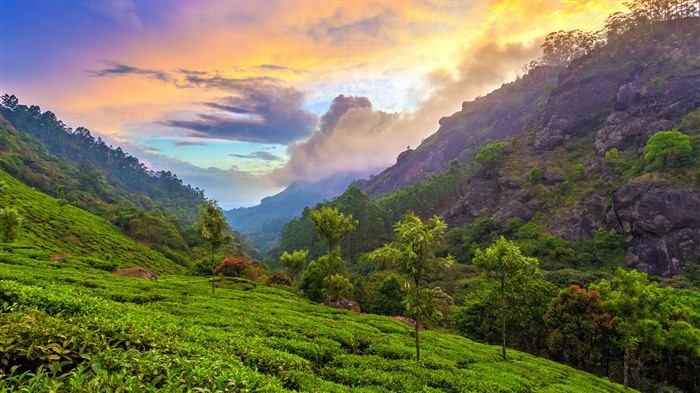 Plantación de té, luz solar, Munnar, Kerala, India, Bing, 4K Vistas:2851