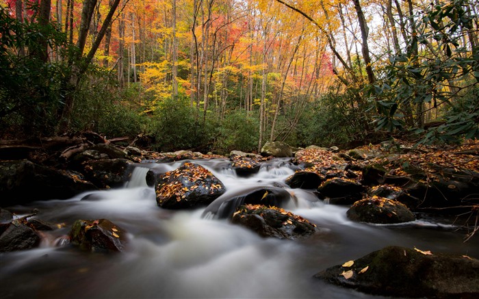 Automne, jungle, rivière, feuilles tombées, parc, 5k Vues:3429