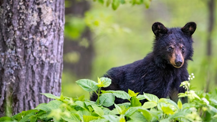 Oso negro, Parque Nacional de Shenandoah, Virginia, Bing, 4K Vistas:1965